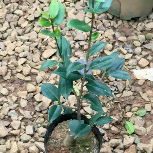 月之轮茶花嫁接