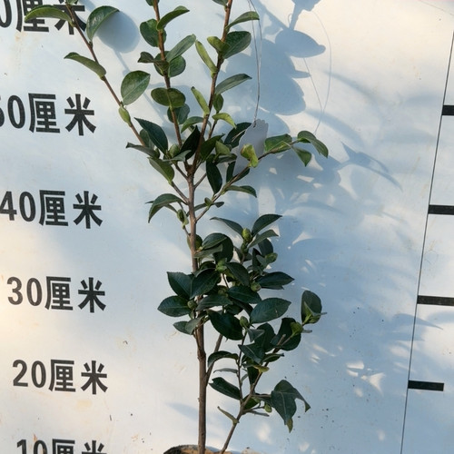 艾米莉茶梅 高70 带花苞 7个花苞