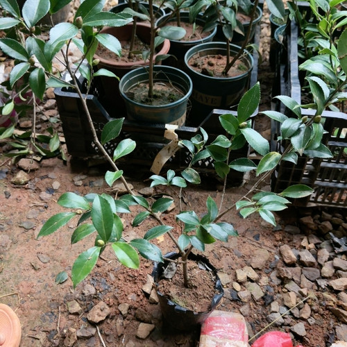 白雪飘红茶梅 带花苞 4年苗