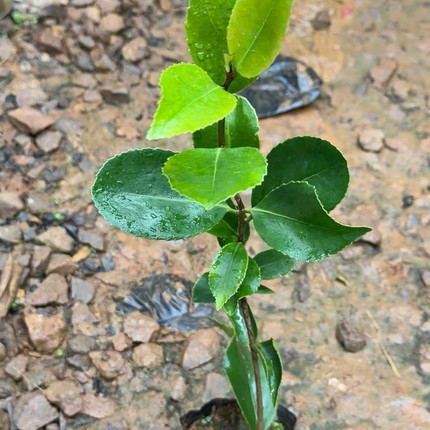 大银粉浮力
