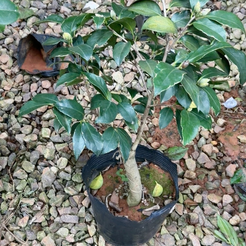 无边夏嫁接