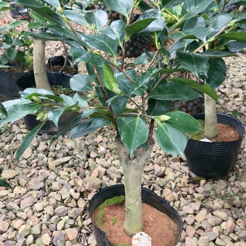 嫁接 白天鹅 4刀 带花苞