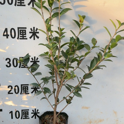 英八茶梅3个花苞