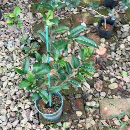 鱼尾花芙蓉 下播福利苗
