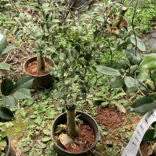 137十里香彩叶嫁接