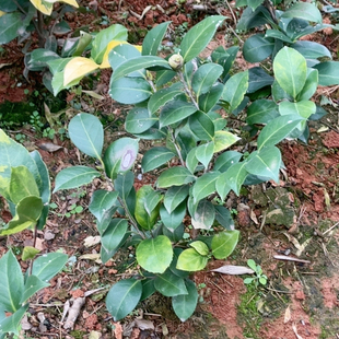 原生地苗 情人牡丹 带花苞 土球发货