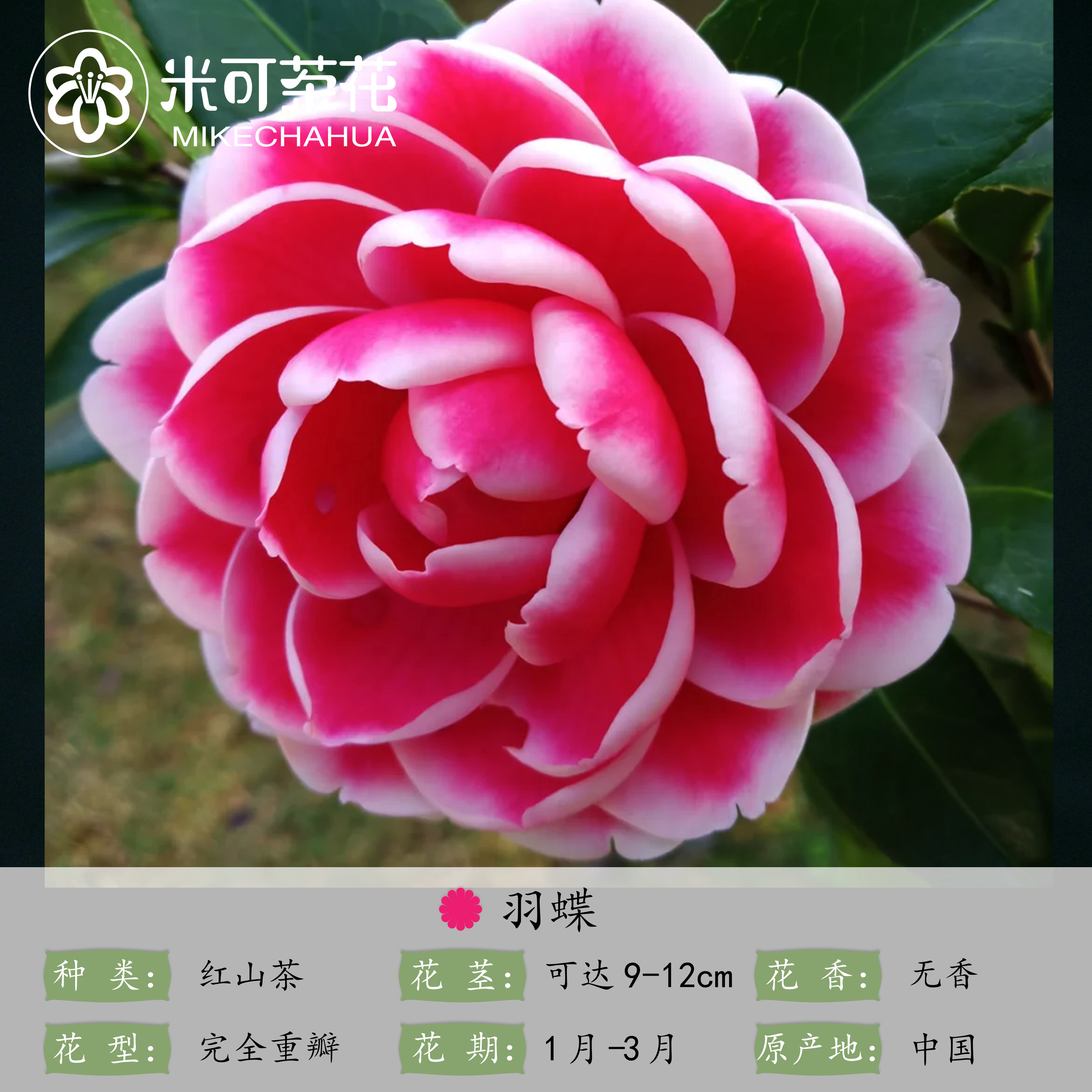 新品精品羽蝶 茶花盆栽嫁接茶花树苗  一物一拍,鲜花速递/花卉仿真/绿植园艺,时令草本花卉,淘宝优惠券,粉丝福利购,淘宝优惠卷