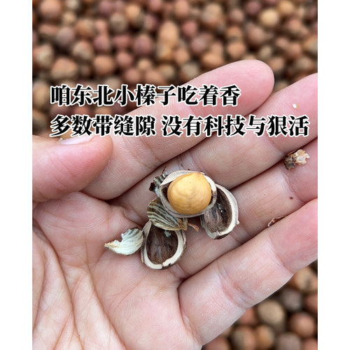 26年新货开原野生山榛子塔沟榛子