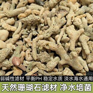 珊瑚石滤材天然无漂白珊瑚骨锦鲤池过滤培菌海鲜池净水滤材珊瑚砂