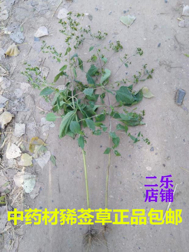 中药材豨莶草晒干新货正品包邮