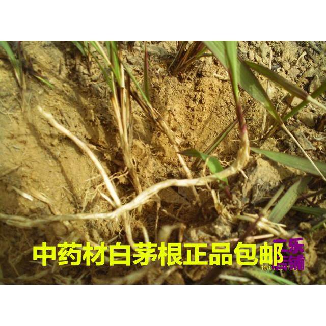 中药材白茅根正品新货包邮