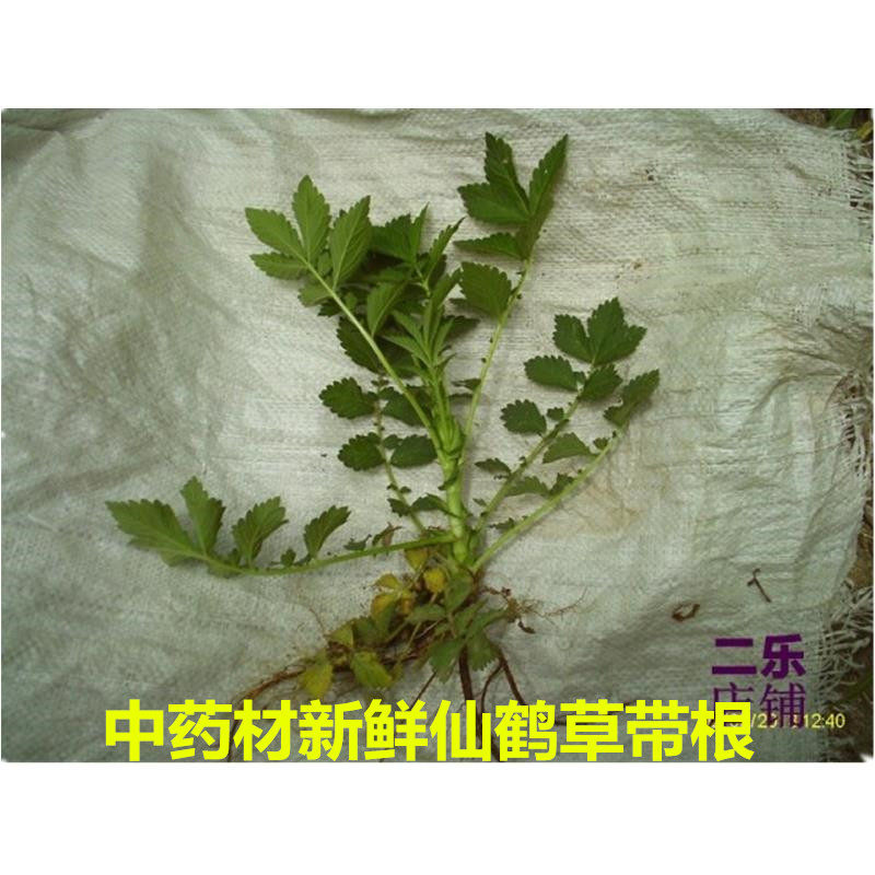 中药材新鲜仙鹤草带根整株脱力草