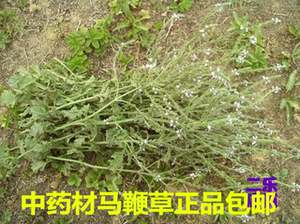 25年新货中药材新鲜马鞭草根整株切断晒干铁马莲退血草蜻蜓草包邮