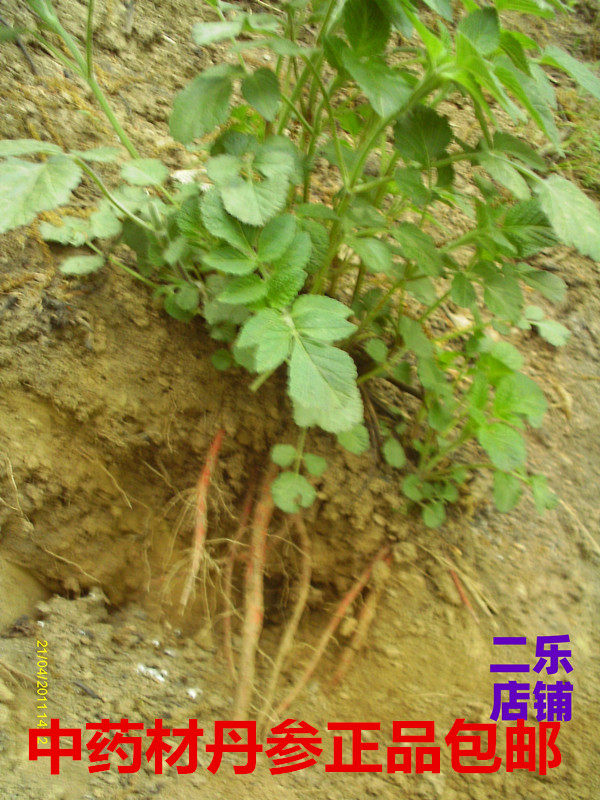 中药材新鲜紫丹参血参根大红袍