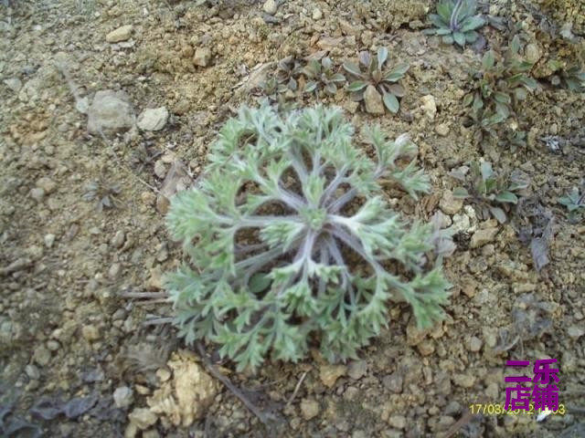 2026年新货河南尧山中药材新鲜茵陈晒干白蒿绵茵陈包邮
