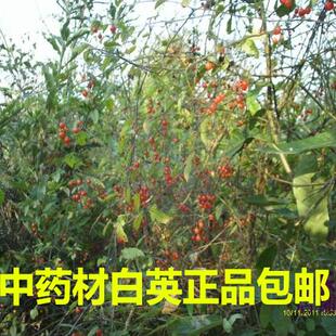 中药材新鲜白英根全草晒干带果白毛藤毛秀才排风藤葫芦草正品新货