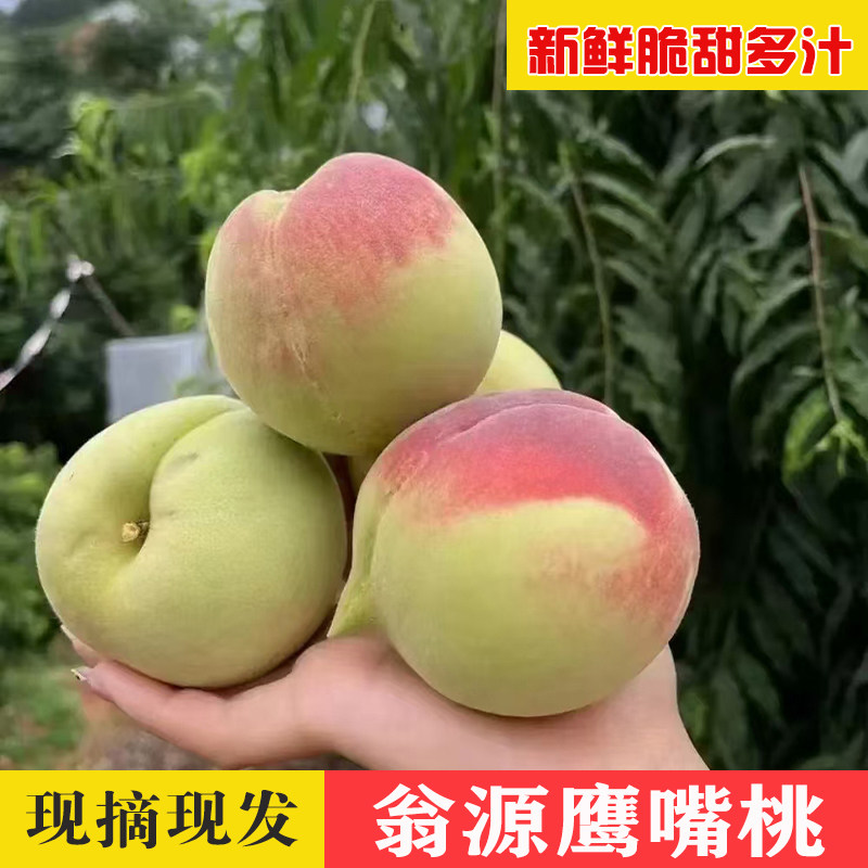 正宗翁源鹰嘴桃新鲜现摘蜜桃