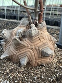 南非龟甲龙Dioscorea elephantipes