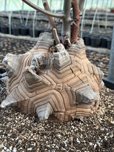 南非龟甲龙Dioscorea elephantipes