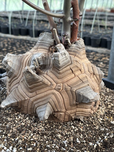 南非龟甲龙Dioscorea elephantipes