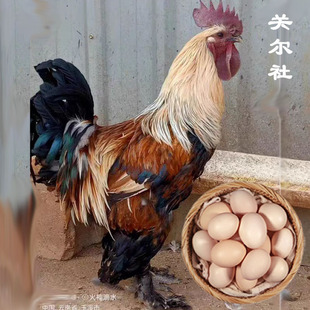 【无量山乌鸡蛋】云南哀牢山毛脚乌骨鸡蛋散养鸡观赏鸡蛋