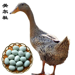 【金定鸭蛋】金定麻鸭蛋萌宠物鸭小黄鸭高产蛋鸭青头麻鸭蛋