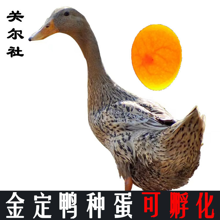 金定鸭种蛋可孵化可爱萌宠物鸭小黄鸭金锭鸭高产蛋鸭受精蛋包邮