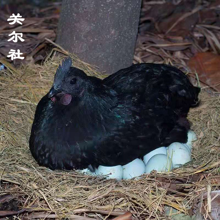 【五黑乌鸡蛋】五黑一绿乌骨鸡五黑鸡蛋林下混散养鸡蛋黑羽鸡蛋