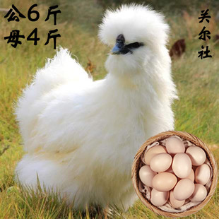 【竹丝鸡蛋】快大型竹丝鸡蛋白凤鸡泰和丝羽乌骨鸡蛋散养鸡蛋