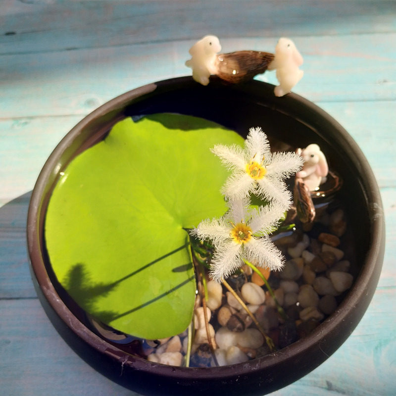 新品包邮一叶莲水培植物心型睡莲碗莲开花浮萍水生植物鱼缸微景观