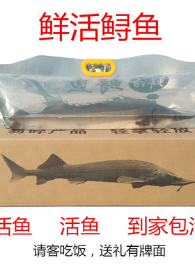 活鱼到家礼品鲟鱼鲟龙鱼新生鲜海鲜活体中华食用鲟活鱼淡水产