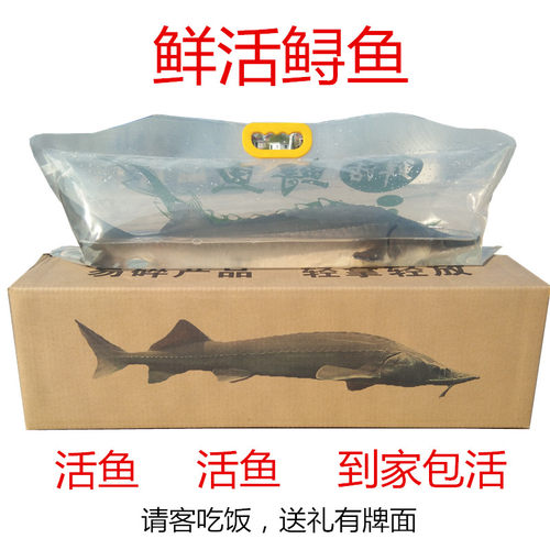 鲟鱼安徽活鱼到家生鲜活体礼品