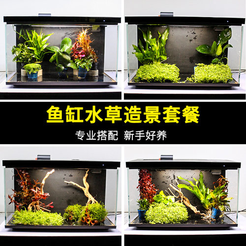 鱼缸造景水草小米缸生态植物套餐