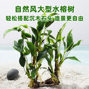 鱼缸造景水草大叶水榕树丹麦榕水榕水培植物阴性好养活沉木真水草