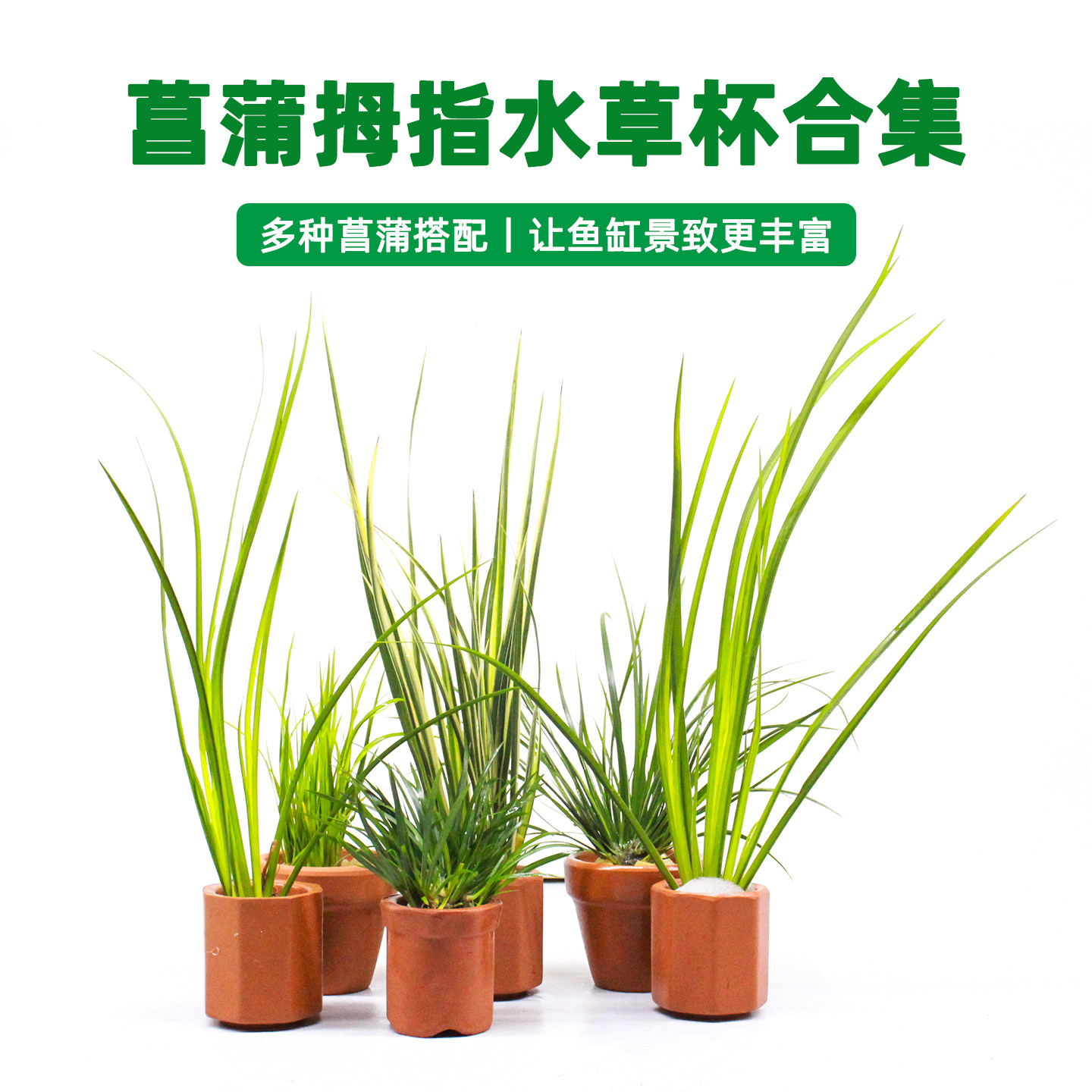 鱼缸造景水草杯菖蒲水培植物种植盆栽绿植杯草缸装饰生态造景植物