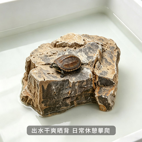 大块木化石乌龟晒背台黄缘窄桥蛋龟发色趴台龟箱水陆两用原石摆件