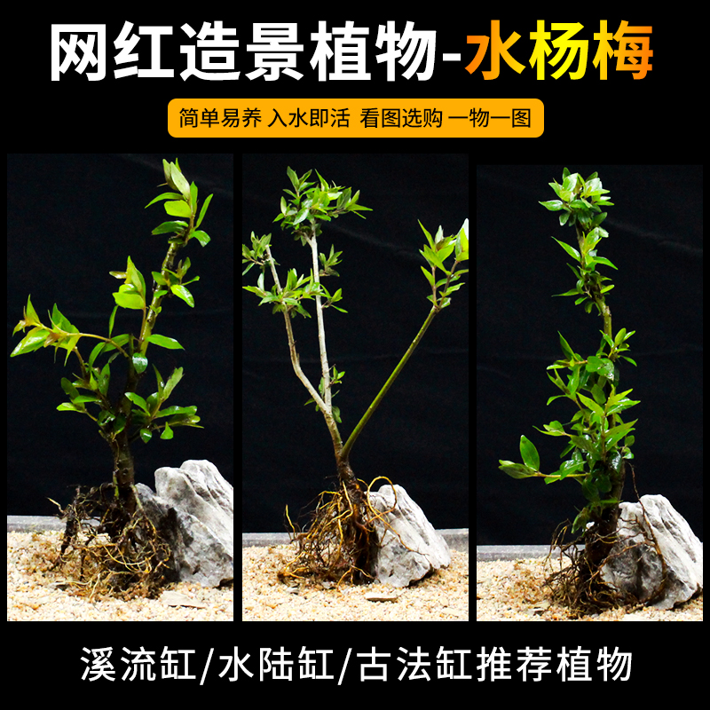 水杨梅溪流缸造景植物古法缸绿植