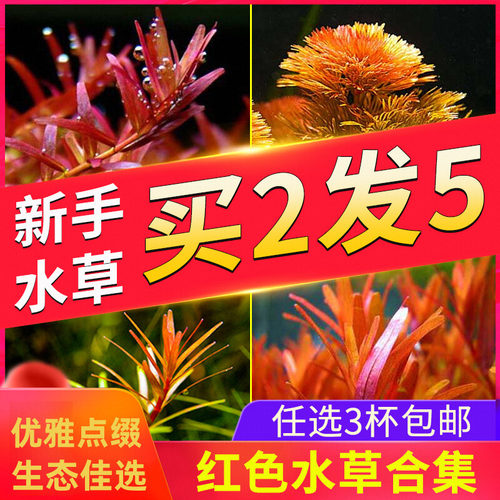 有茎类真水草红宫廷紫丁香绿菊草