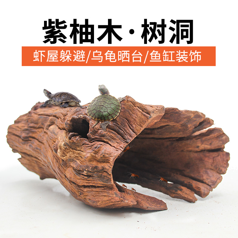 紫柚木树洞大号天然乌龟躲避南美