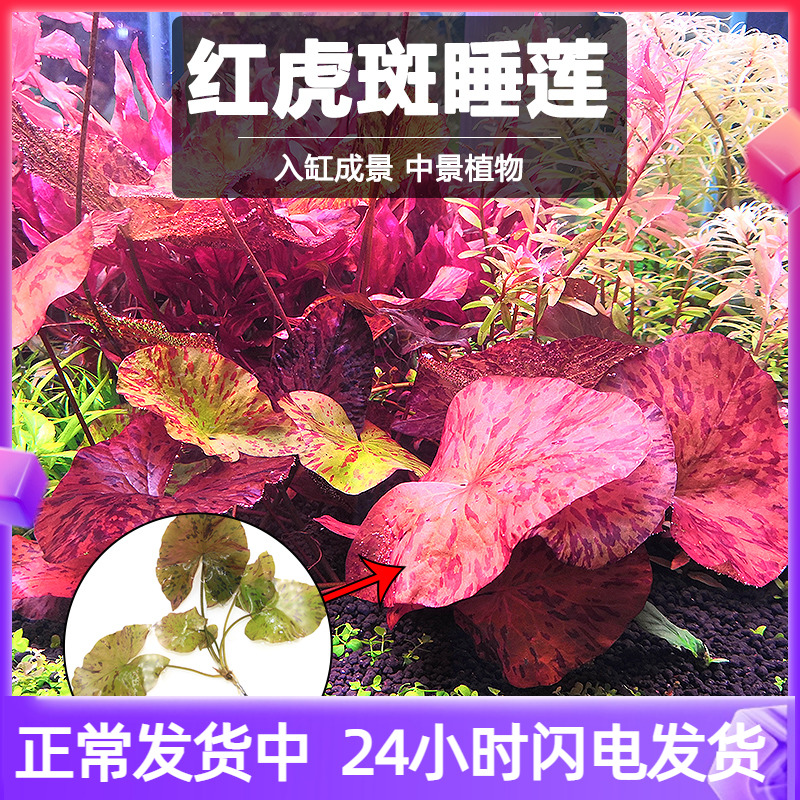 鱼缸水草植物造景真水草红虎斑睡莲种孑红荷根根块淡水阴性懒人草