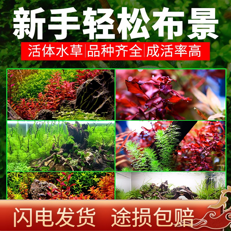 鱼缸中前景水草造景多少钱 鱼缸中前景水草造景优惠券免费领取 有条鱼