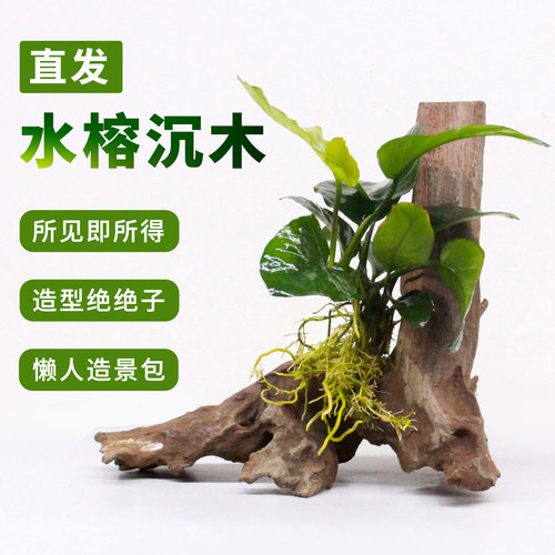 懒人养鱼大叶水榕沉木净水