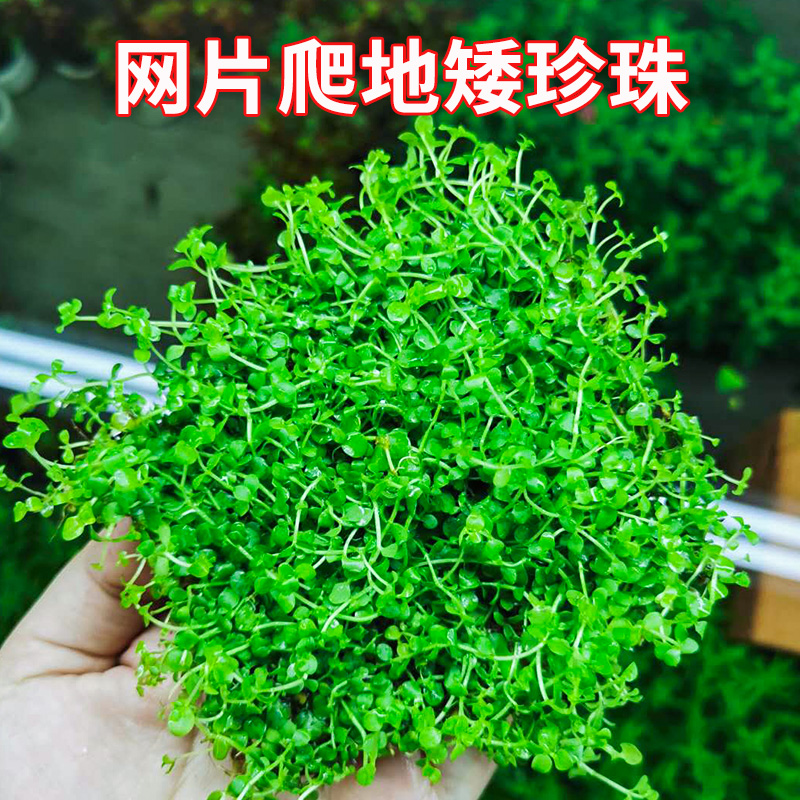 趴地矮珍珠真水草鱼缸淡水草坪