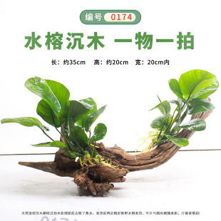 水榕水草沉木水族造景装 饰天然造型鱼缸水草缸大叶水榕树绿植树