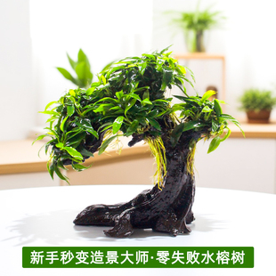鱼缸造景水榕瓦利斯榕榕树水草懒人新手阴性好养活真草水培植物
