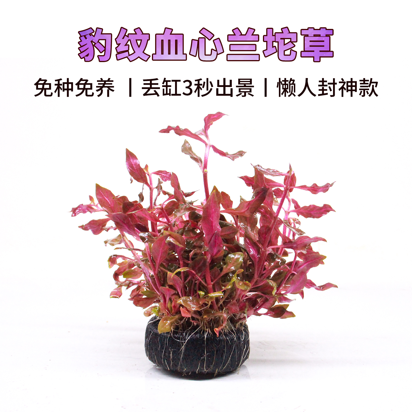 鱼缸造景水草植物豹纹血心兰坨草懒人免种活体淡水新手植物真水草