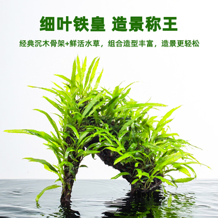鱼缸造景水草细叶铁皇冠草沉木阴性懒人草缸装 饰好养新手水培植物
