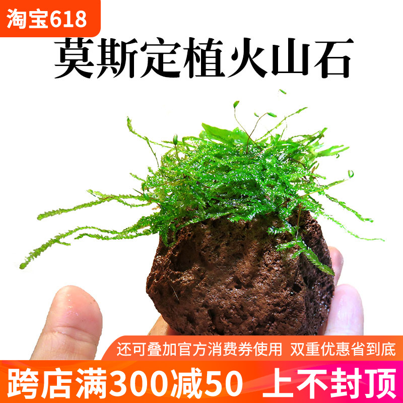 鱼缸造景莫斯定植火山石大三角莫斯活体前景水草水族箱微景观装饰-封面