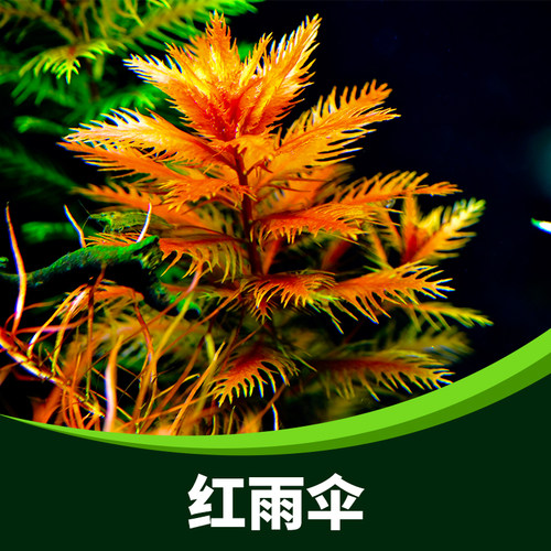 鱼缸阳性水草红色植物红雨伞