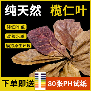 榄仁叶懒人叶斗鱼水族降低ph值鱼缸改善水质降酸天然龙眼叶揽仁叶